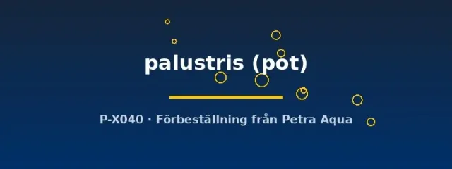 Näsets Ciklidhobby Proserpinaca palustris akvarieväxt pot