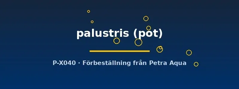 Näsets Ciklidhobby Proserpinaca palustris akvarieväxt pot