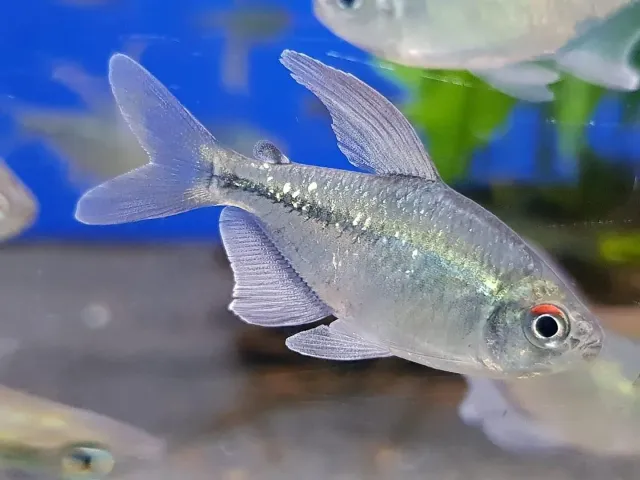 Moenkhausia pittieri diamanttetra stimfisk 5–6 cm