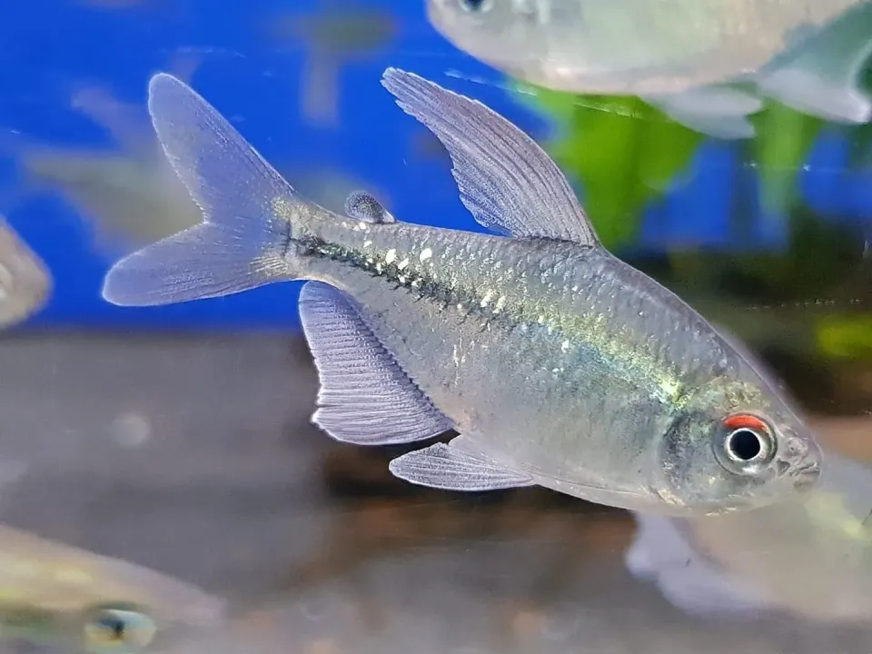 Moenkhausia pittieri diamanttetra stimfisk 5–6 cm