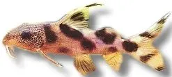 Näsets Ciklidhobby Synodontis decorus mal 3 cm