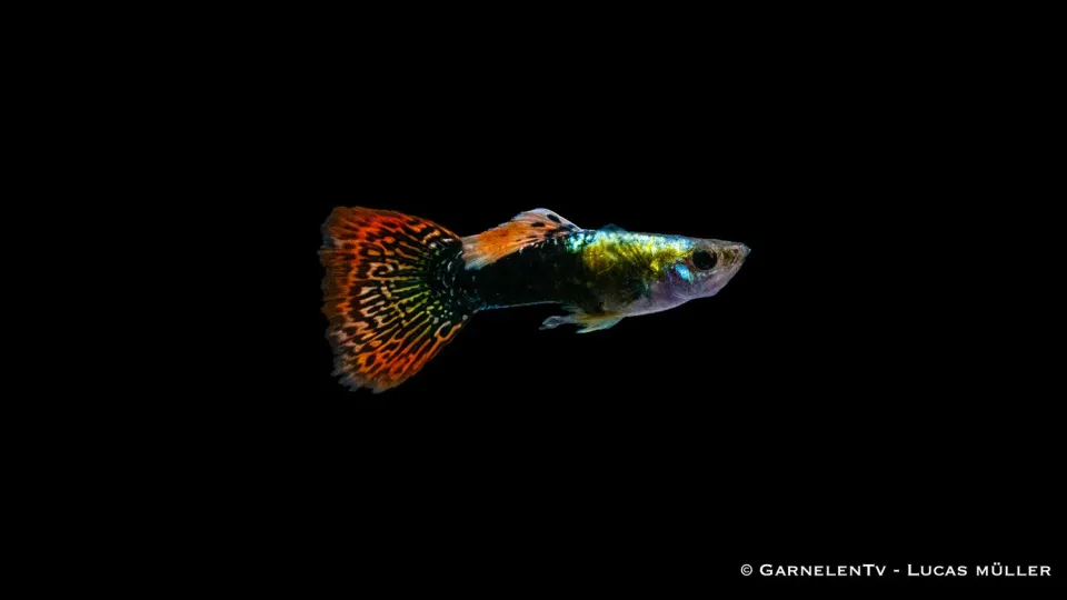 Garnelen TV guppy hane multicolor Poecilia reticulata 3-4 cm