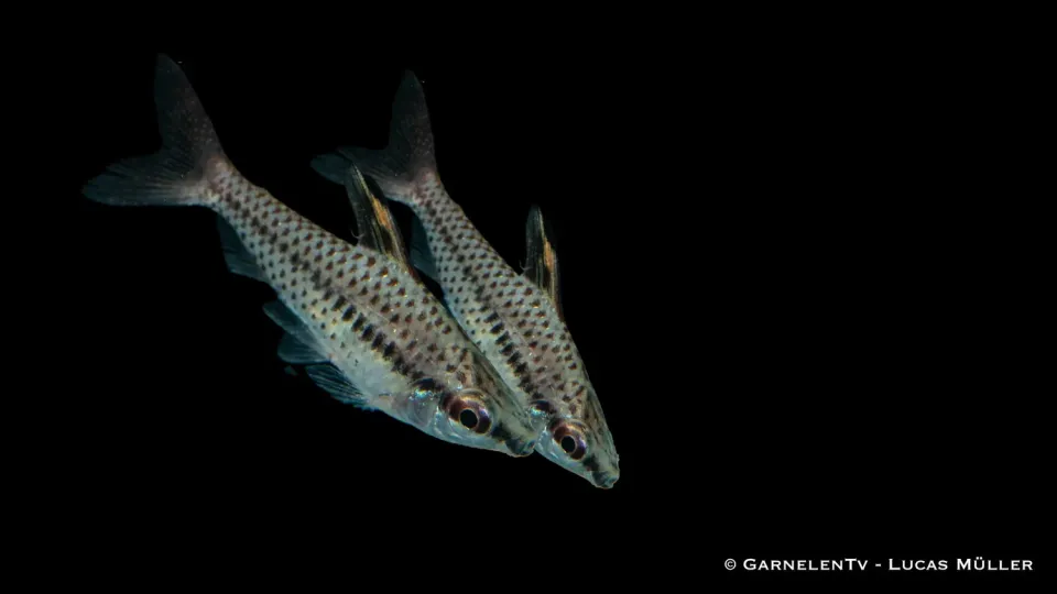 Garnelen TV Kopfsteher Chilodus gracilis stimfisk 10-12 cm