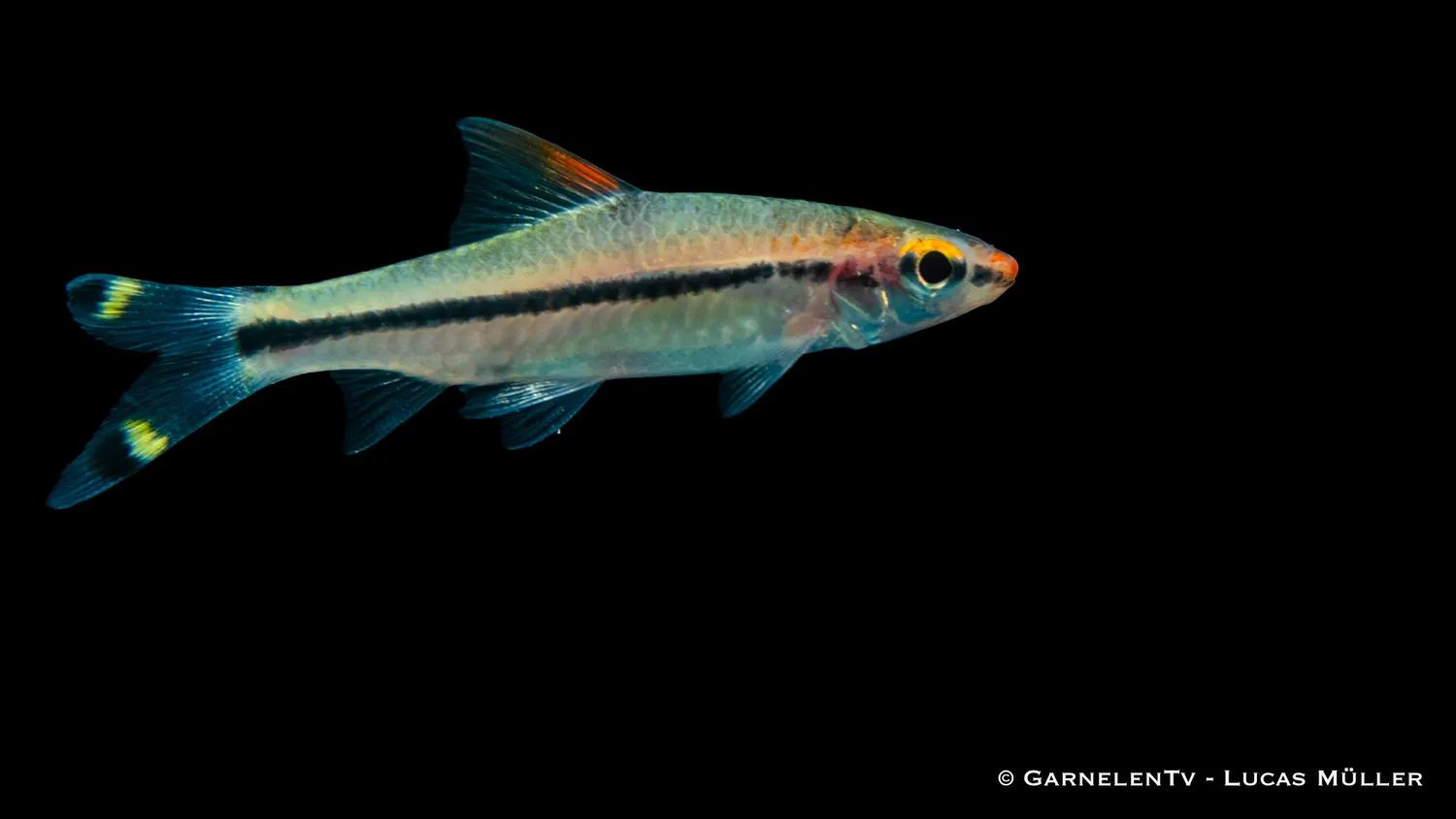Garnelen TV Sahyadria denisonii akvariefisk sötvatten