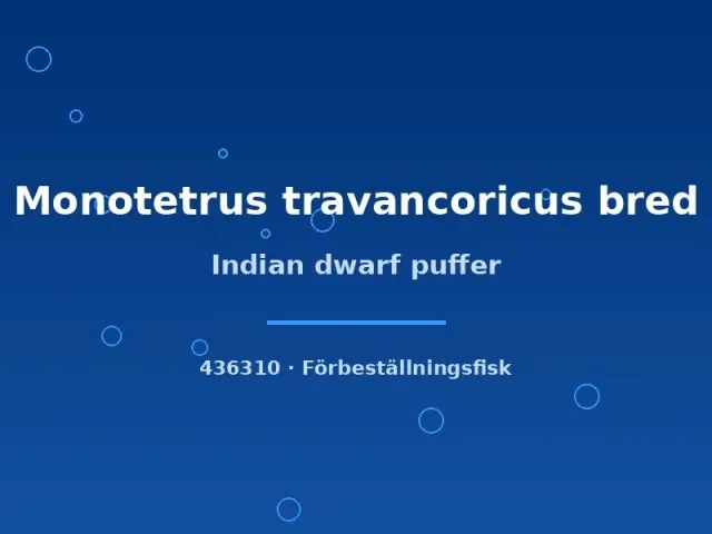 Näsets Ciklidhobby Monotetrus travancoricus dvärgkulafisk sm