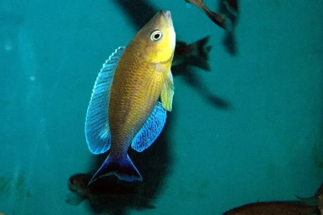 Näsets Cyprichromis jumbo ciklid 5–6 cm flame