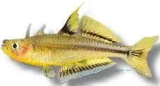 Popondetta conniae regnbågsfisk akvariefisk 2,5–3,5 cm