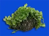 Monoselenium tennerum mossa på magmastone 3–4 cm