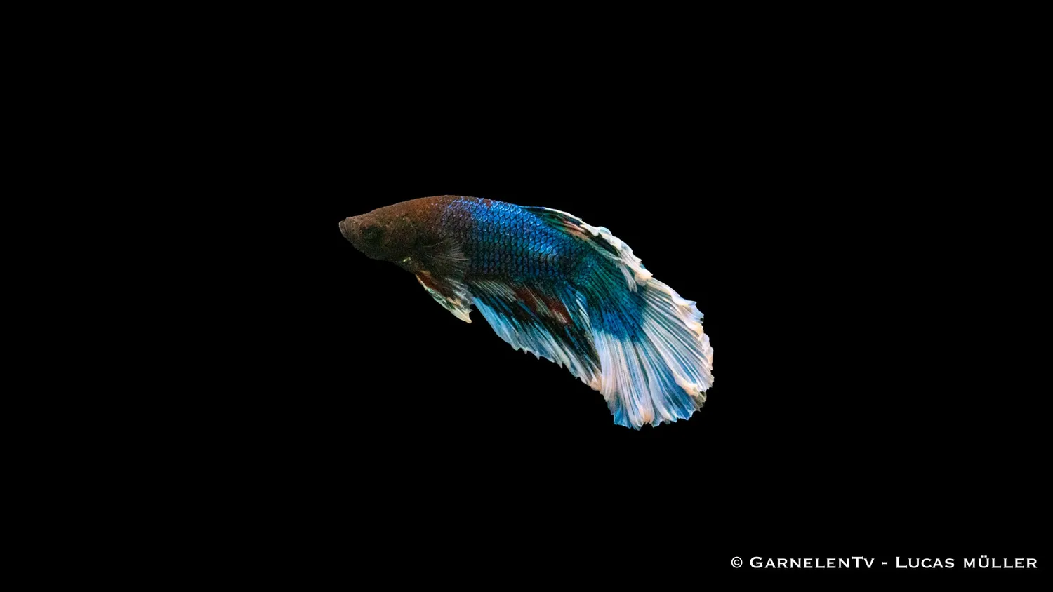 Garnelen TV Betta Super-Delta kampfisk hane territorial