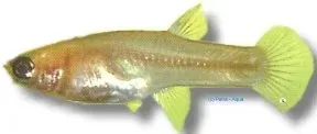 Näsets Ciklidhobby Mosquito Fish dvärgkilli 2–3 cm gold