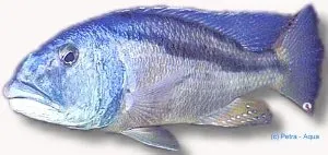 Näsets Ciklidhobby Aristochromis christyi ciklid 7–9 cm rov