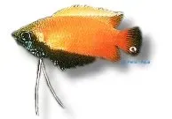 Näsets Ciklidhobby Honey Dwarf Gourami Colisa chuna XL fisk