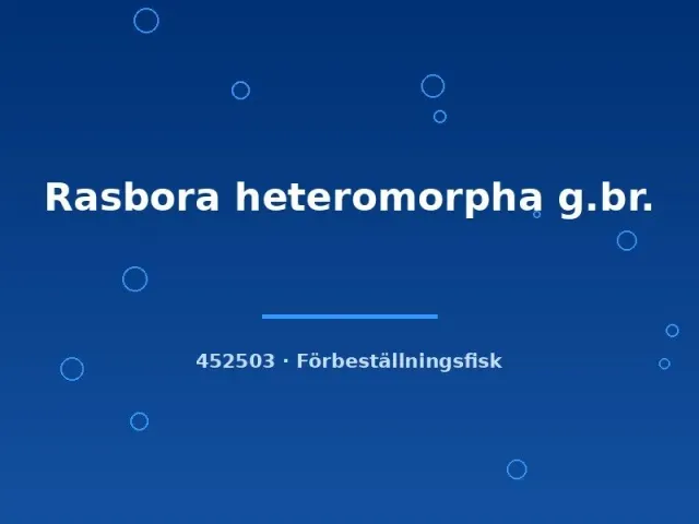 Rasbora heteromorpha md-lg akvariefisk stimfisk