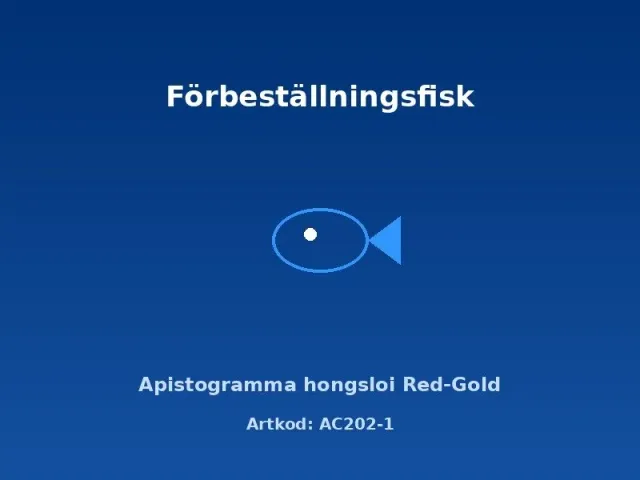 Apistogramma hongsloi Red-Gold ciklid 3–3,5 cm röd