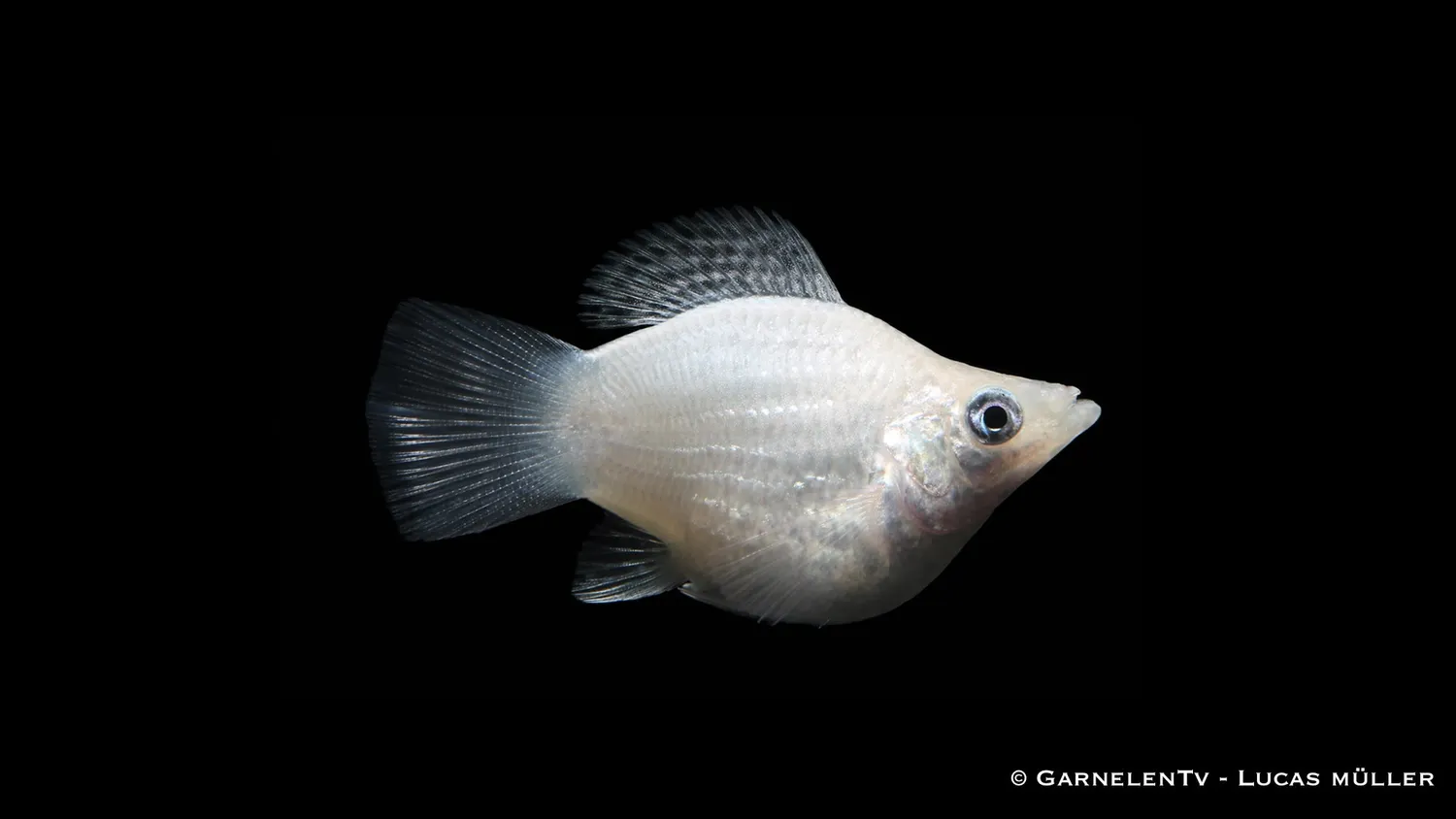 Garnelen TV Ballonmolly mix akvariefisk grupp