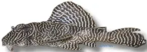 Näsets Ciklidhobby L260 Hypancistrus queen arabesque mal CB 3 cm