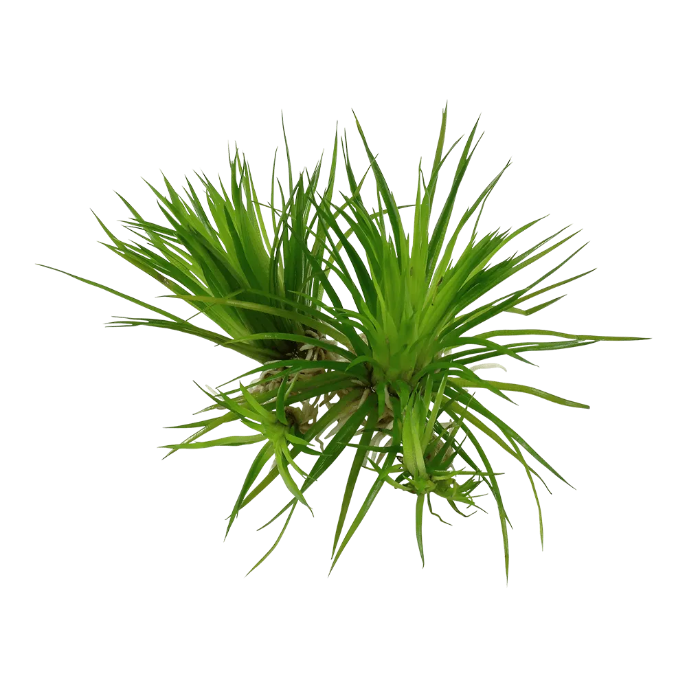 Akvarievalvet Eriocaulon cinereum akvarieväxt förgrund