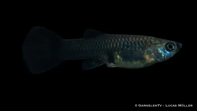 Garnelen TV Black Tuxedo guppyhona Poecilia reticulata svart