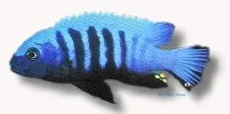 Näsets Ciklidhobby Pseudotropheus kingsizei blue gold ciklid 2cm