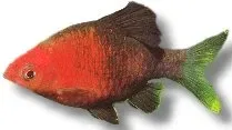 Näsets Ciklidhobby Ruby Barb Puntius nigrofasciatus barbfisk ö4 cm