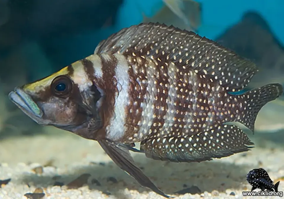 Näsets Ciklidhobby Altolamprologus calvus ciklid 4–5 cm