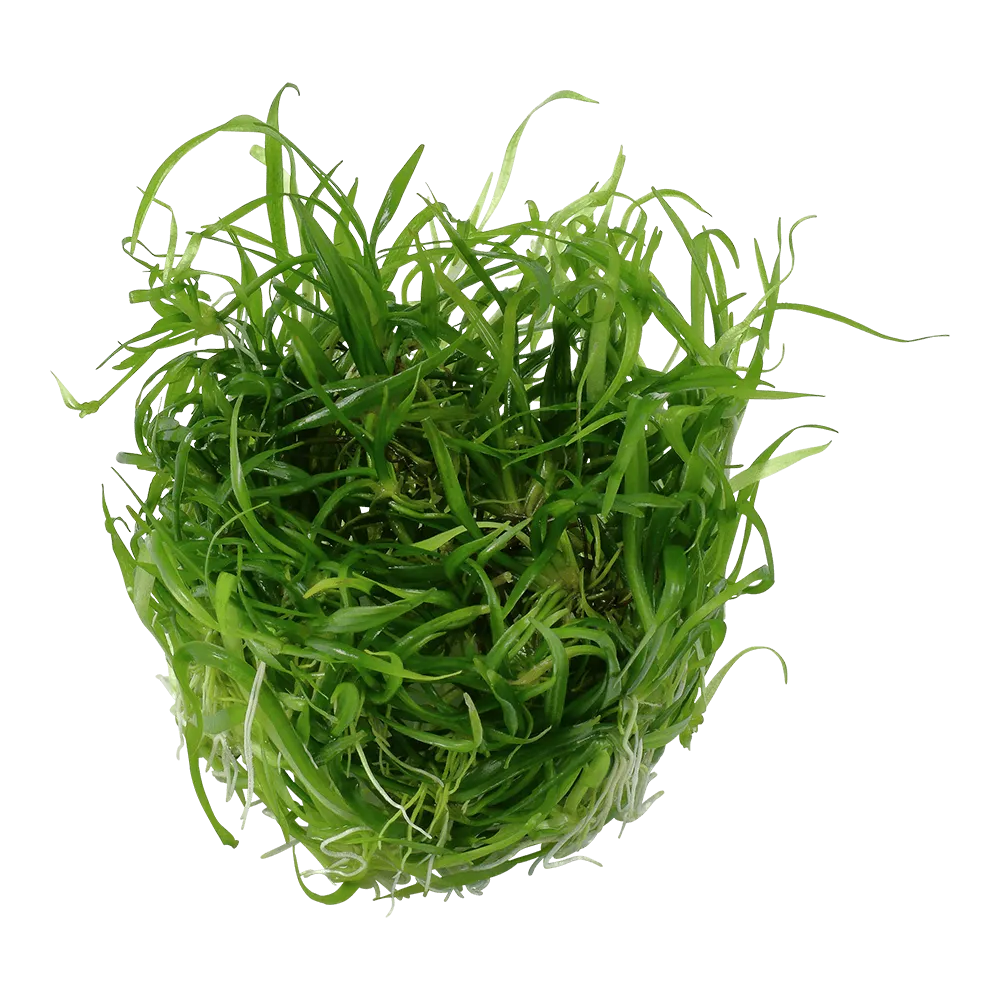 Akvarievalvet Helanthium tenellum Green akvarieväxt