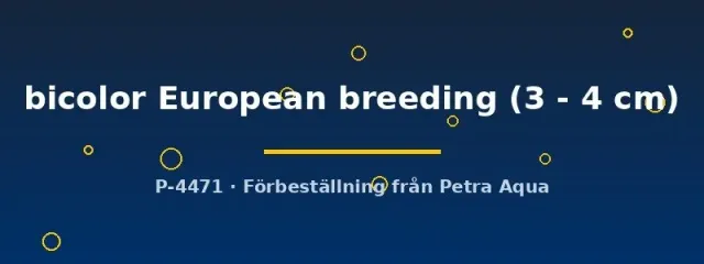 Labeo bicolor European breeding eldstjärt 3–4 cm odlad