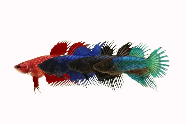 Betta spl. female crowntail mix akvariefisk 2–3 cm hona