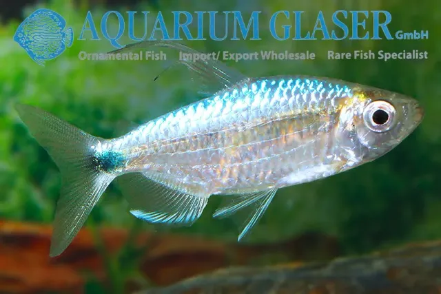 Näsets Ciklidhobby Blue Diamond Tetra LG–XL tetra