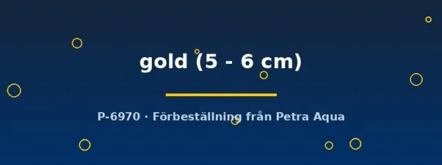 Poecilia latipinna gold 5–6 cm molly guld levandefödare