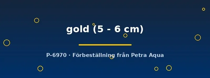 Poecilia latipinna gold 5–6 cm molly guld levandefödare
