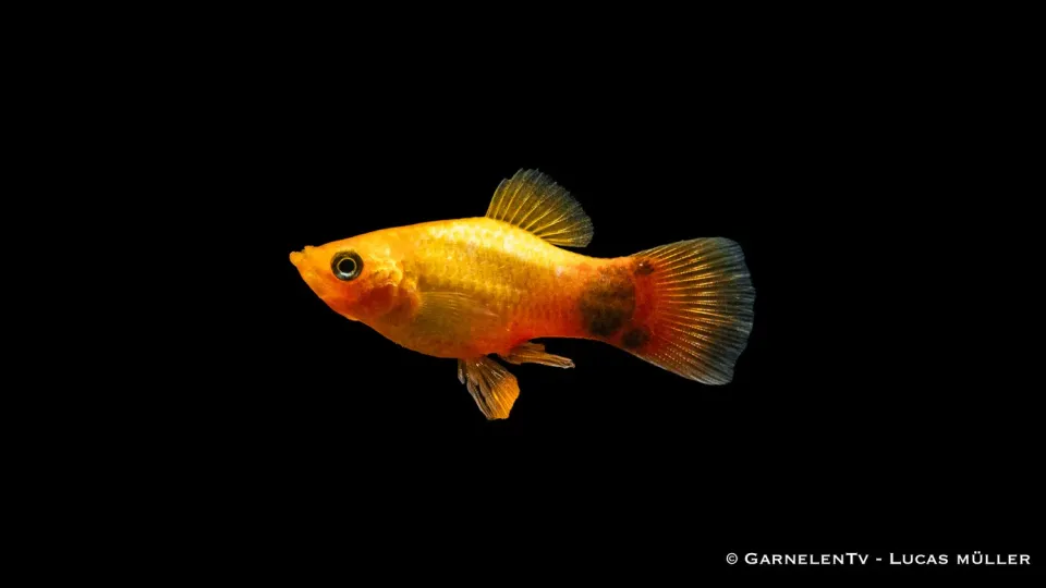 Platy Gold Mond Glühlicht Xiphophorus maculatus akvariefisk 5-7 cm