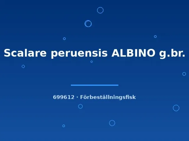Näsets Ciklidhobby Scalare peruensis Albino akvariefisk md