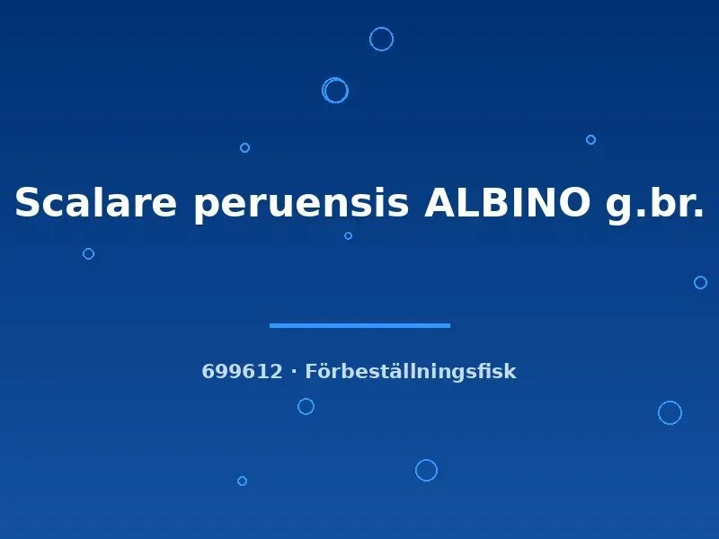 Näsets Ciklidhobby Scalare peruensis Albino akvariefisk md
