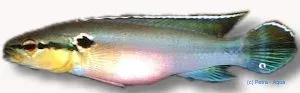 Näsets Ciklidhobby Spangled Pike 7 cm ciklid rovfisk