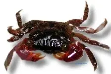 Näsets Ciklidhobby Vietnam crab red krabba 4 cm