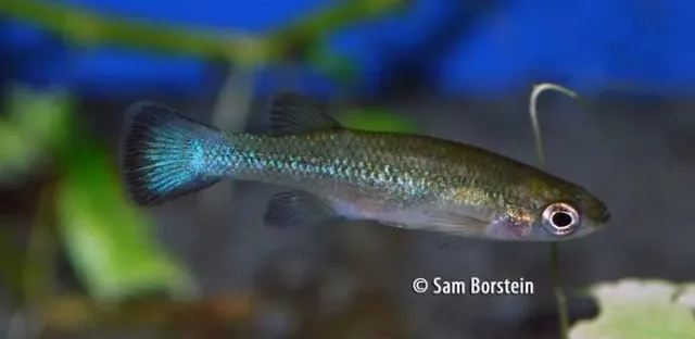 Näsets Ciklidhobby Ataeniobus toweri akvariefisk 3–3,5 cm sällsynt