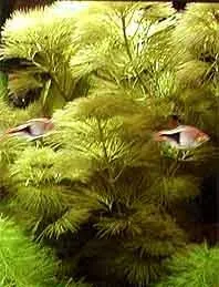 Cabomba piauhyensis akvarieväxt kruka finbladig