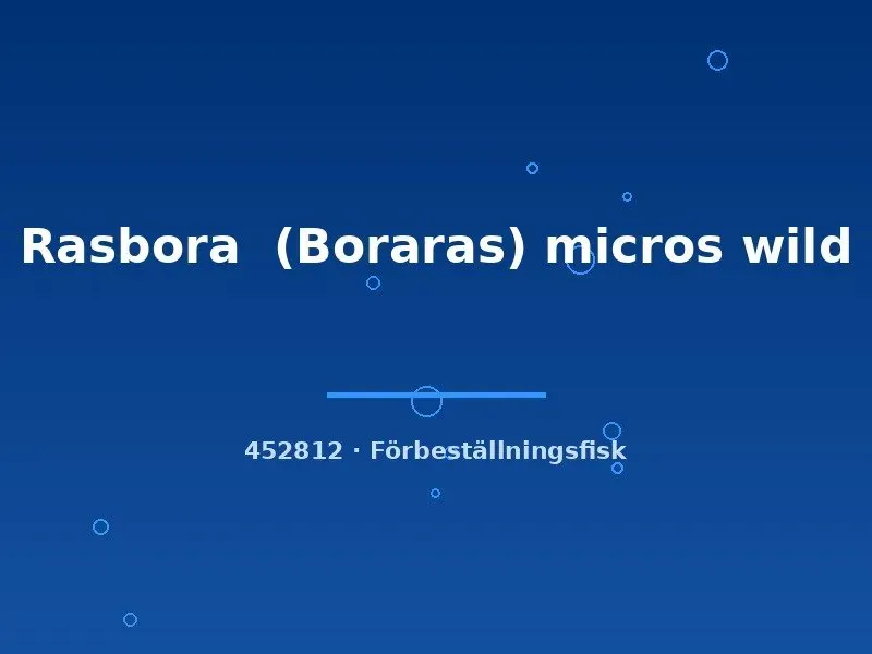Näsets Ciklidhobby Boraras Micros rasbora md vild
