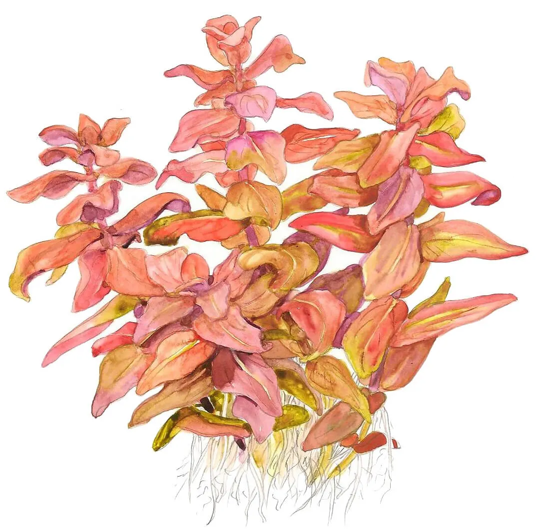 Akvarievalvet Rotala macrandra akvarieväxt röd stjälkväxt