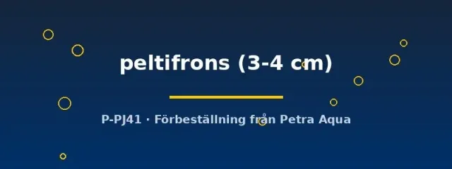 Näsets Ciklidhobby Agamyxis peltifrons mal 3–4 cm nattaktiv