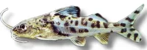 Näsets Ciklidhobby Pimelodus Pictus mal 6,5–8 cm prickig