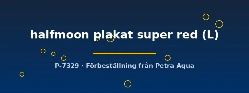 Näsets Ciklidhobby Halfmoon Plakat kampfisk super red L hane