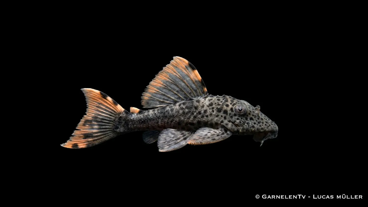 Garnelen TV L 091 Leporacanthicus sugmal orangefläckig