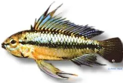 Näsets Ciklidhobby Apistogramma trifasciata red akvariefisk 3–4 cm