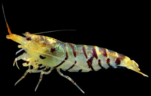 Näsets Ciklidhobby Caridina sp.tiger räka 1,5–2 cm sötvatten