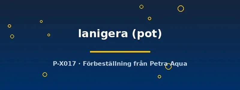 Näsets Bacopa lanigera akvarieväxt kruka grön