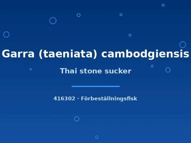 Garra cambodgiensis thai stone sucker akvariefisk 3-4 cm
