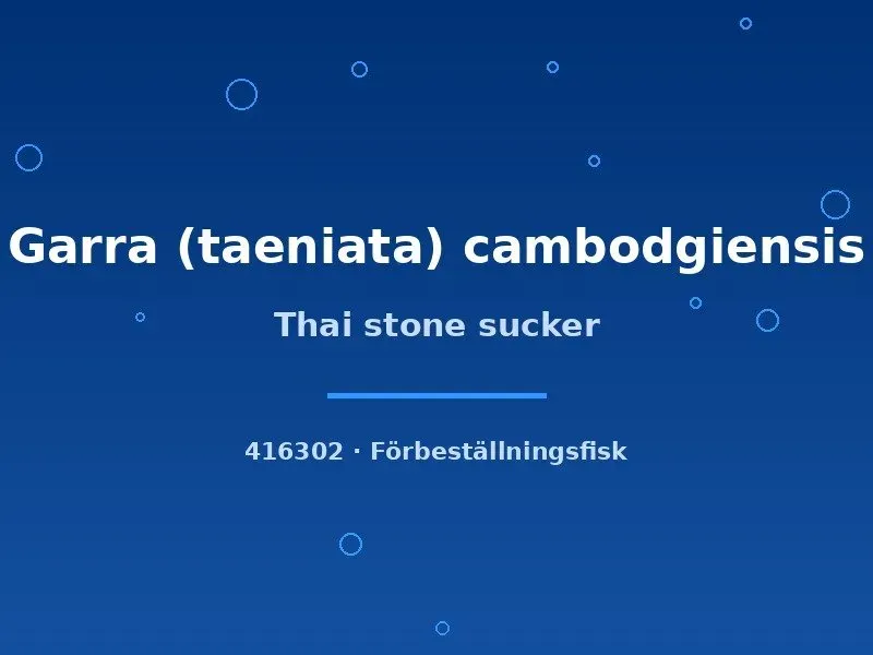 Garra cambodgiensis thai stone sucker akvariefisk 3-4 cm