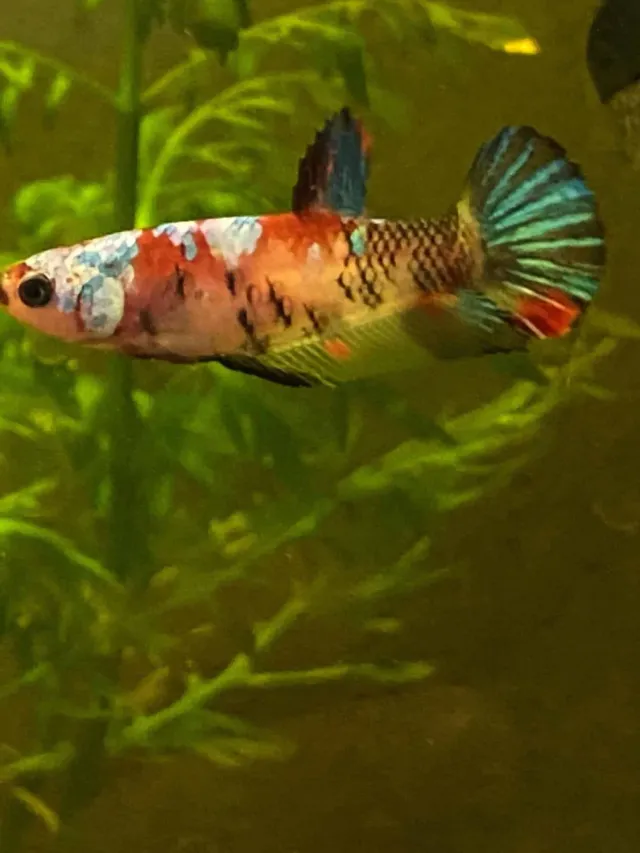 Näsets Ciklidhobby Koi hane dammfisk klassisk tålig